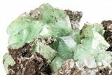 Cuprian Adamite Crystals on Matrix - Ojuela Mine, Mexico #211973-1